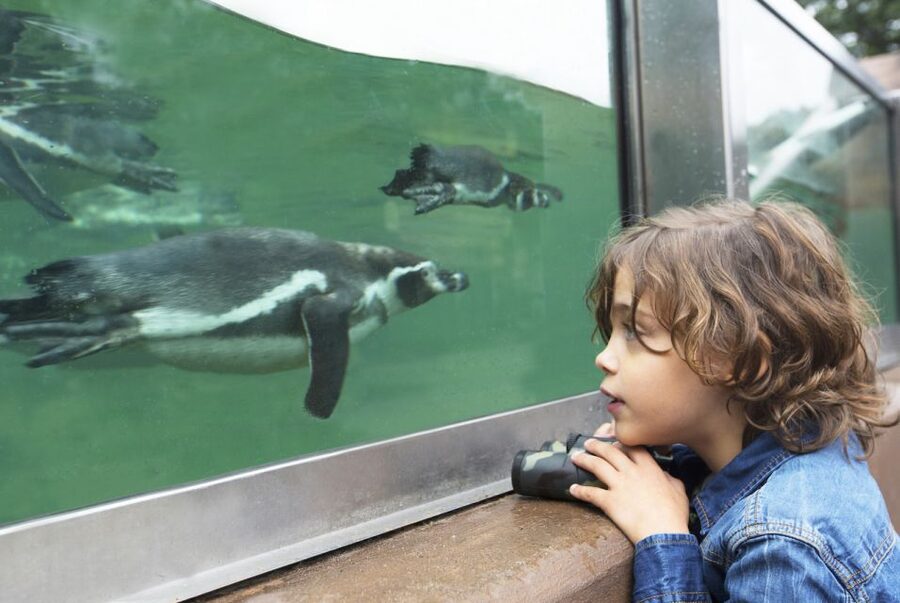 Rhenen: Ouwehands Zoo Entry Ticket - Polar bears explain the value of habitat displays