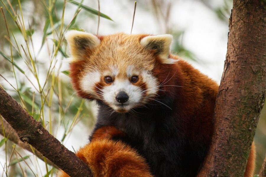 Rhenen: Ouwehands Zoo Entry Ticket - Use the indoor jungle playground as part of your plan