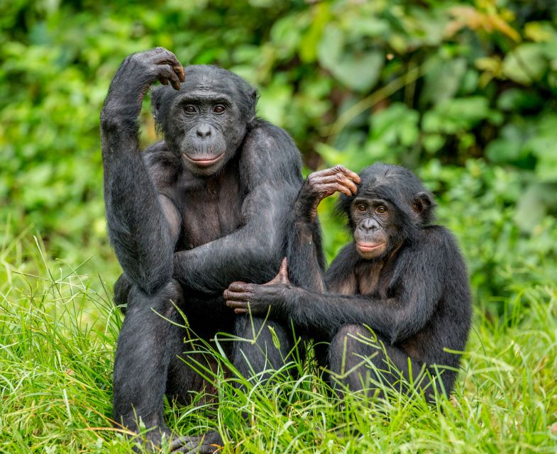 Rhenen: Ouwehands Zoo Entry Ticket - What the $36 ticket really gets you