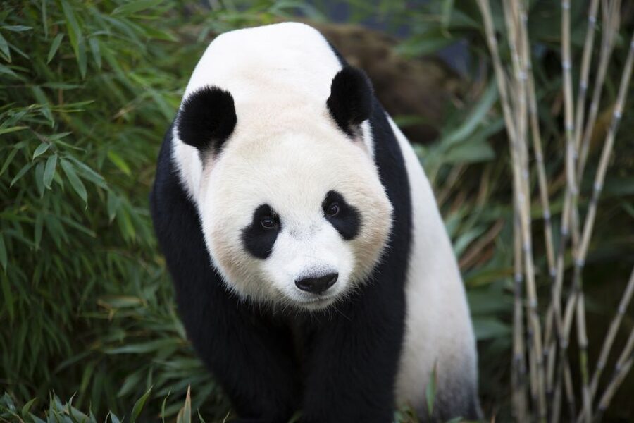 Rhenen: Ouwehands Zoo Entry Ticket - Start with the pandas, the zoo’s main attraction