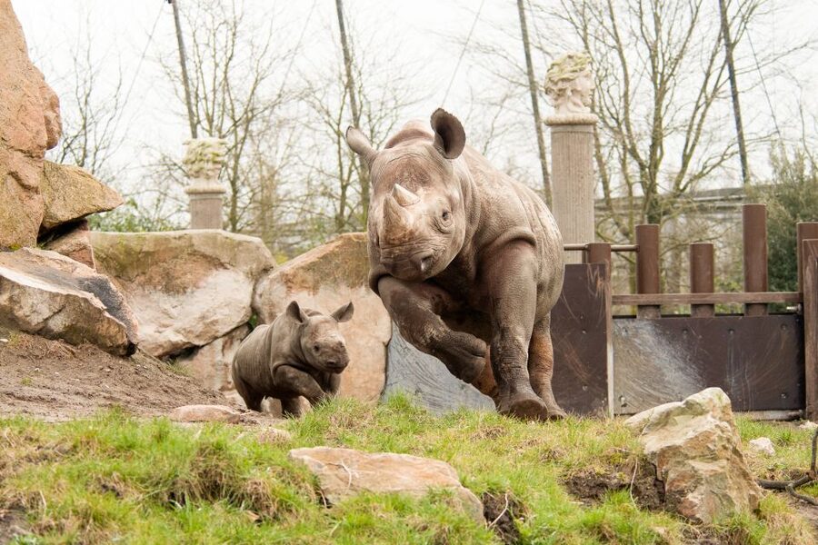 Rotterdam: Rotterdam Zoo Blijdorp Entry Ticket - A practical day for families and adults