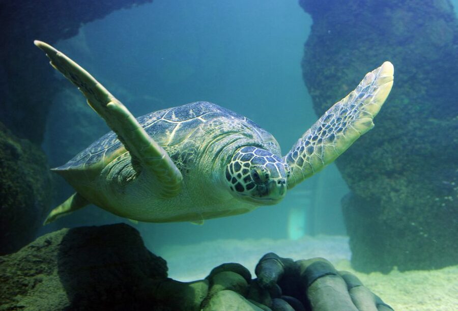 Scheveningen, The Hague: Sea Life Entry Ticket - Key things to know before visiting