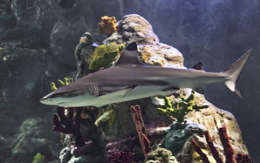 Scheveningen, The Hague: Sea Life Entry Ticket - Watching the daily feeding sessions