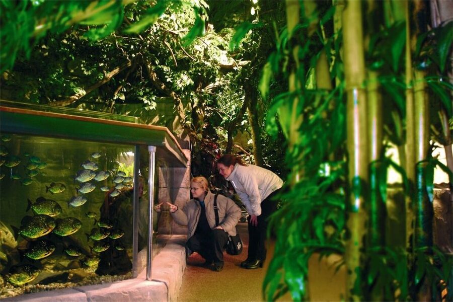 Scheveningen, The Hague: Sea Life Entry Ticket - Meeting sharks and rays in the underwater tunnel
