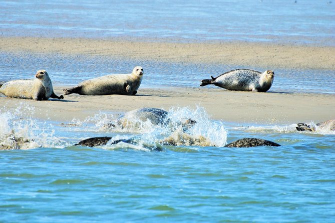Seal Safari at UNESCO Site Waddensea from Amsterdam - Key points to know before booking
