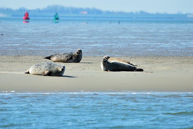 Seal Safari at UNESCO Site Waddensea from Amsterdam - Why this Wadden Sea trip is worth the long ride