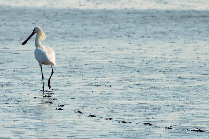 Seal Safari at UNESCO Site Waddensea from Amsterdam - Why the dike and tidal setting matter