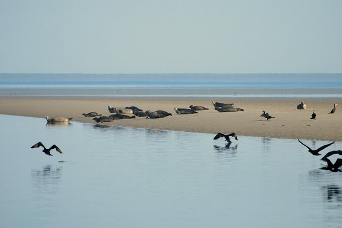 Seal Safari at UNESCO Site Waddensea from Amsterdam - Twisk, a short stop with old Dutch character