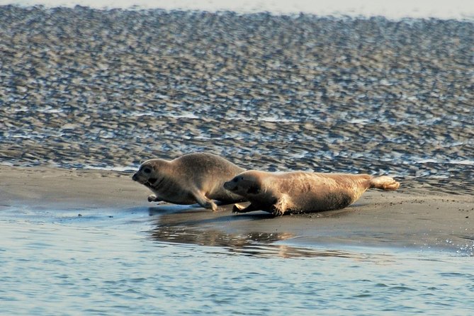 Seal Safari at UNESCO Site Waddensea from Amsterdam - Guides Sara and Eva make the small group useful