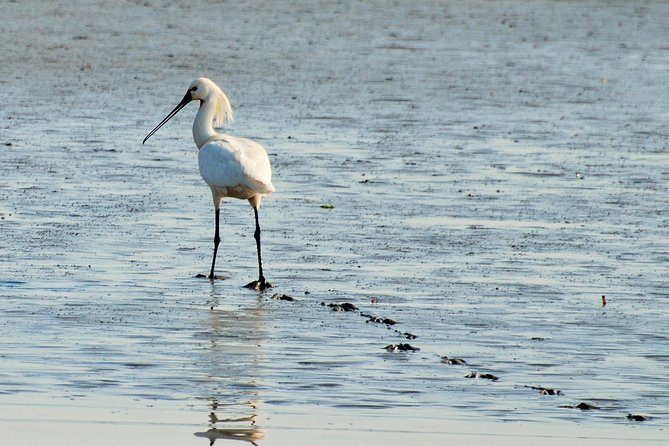 Seal Safari at UNESCO Site Waddensea from Amsterdam - Families, nature lovers, and the right type of day