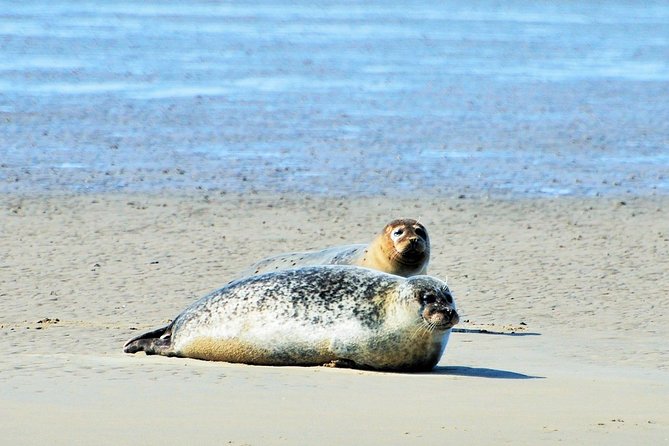 Seal Safari at UNESCO Site Waddensea from Amsterdam - Leaving Amsterdam in a private minivan