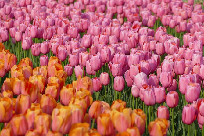 Taking Pictures in the Tulip Field at De Tulperij - What happens at Oude Herenweg 16B