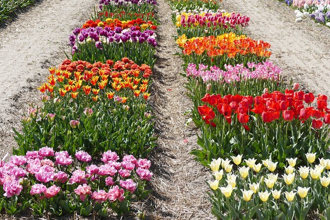 Taking Pictures in the Tulip Field at De Tulperij - Is $12.01 a fair price?