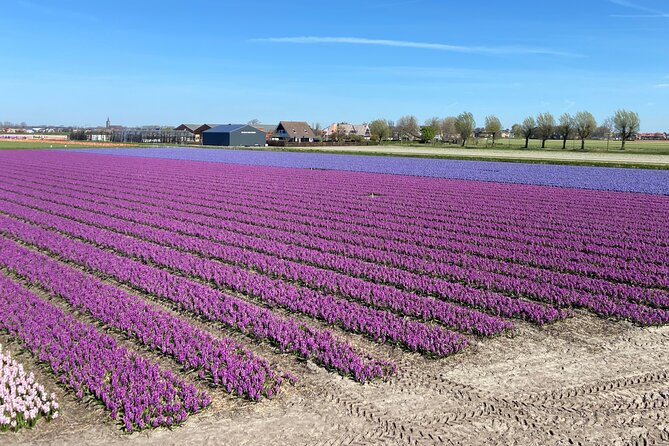 Tulip Fields near Keukenhof - Self-Drive Audio Tour for 2 People - Picking the right departure time