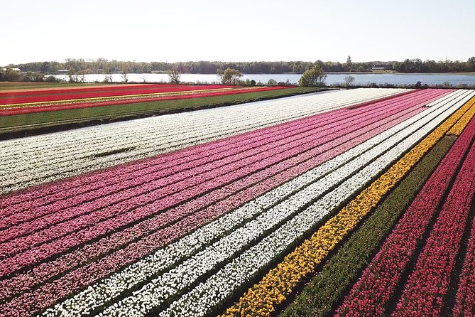 Tulip Fields near Keukenhof - Self-Drive Audio Tour for 2 People - Learning the Twizy before the flowers begin