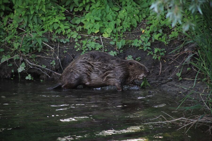 Werkendam: Boat Cruise and Biesbosch Museum Entry Ticket - Wildlife, Plants, and What You Might See