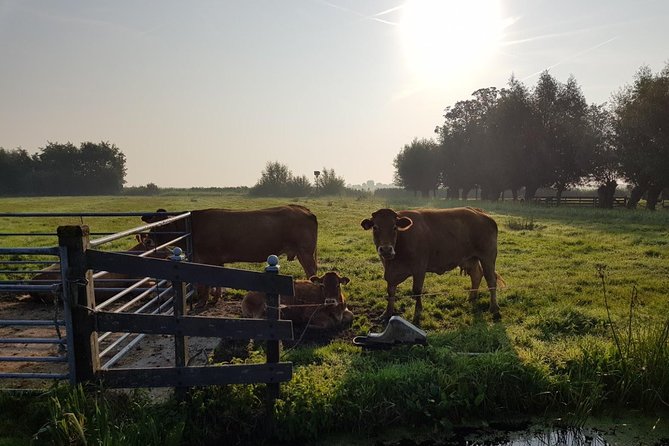 Zaanse Schans and Volendam Private Tour – Clogs, Cheese and More - Volendam: harbor views, seafood, and a changed fishing village