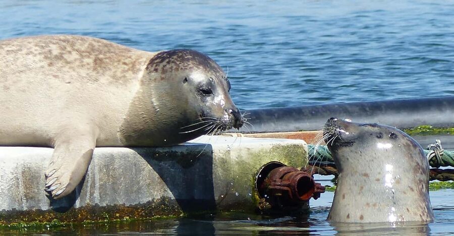 Zeeland Zeehonden strand safari NL/DE - Magnifying jars, search cards, and small discoveries